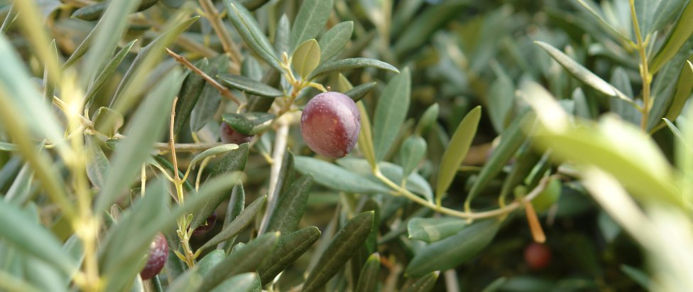 Gardens of Lun olives